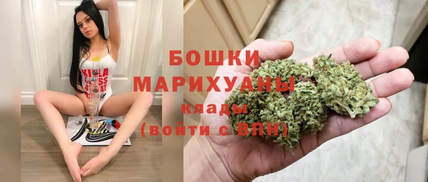 индика Ельня