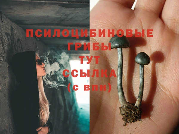 индика Ельня
