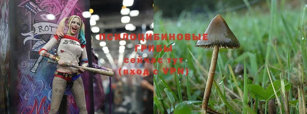 индика Ельня